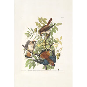 American Sparrow Hawk Plate 142 Heritage Prints Audubon Birds of America. Giclee Print