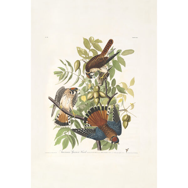 American Sparrow Hawk Plate 142 Heritage Prints Audubon Birds of America. Giclee Print