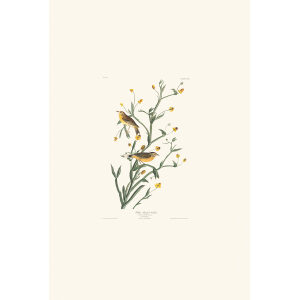 Yellow Red-poll Warbler Plate 145 Heritage Prints Audubon Birds of America. Giclee Print