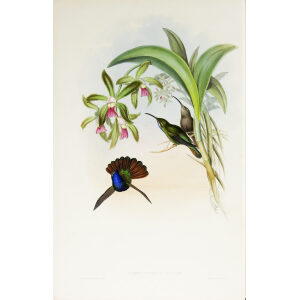 John Gould Family of Hummingbirds Volume 2 Complete set Giclee Prints by Heritage Prints