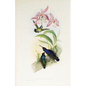 John Gould Family of Hummingbirds Volume 2 Complete set Giclee Prints by Heritage Prints