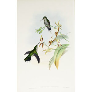 John Gould Family of Hummingbirds Volume 2 Complete set Giclee Prints by Heritage Prints