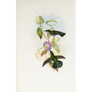 John Gould Family of Hummingbirds Volume 2 Complete set Giclee Prints by Heritage Prints