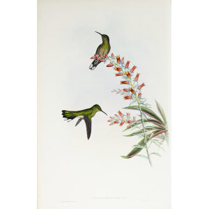 John Gould Family of Hummingbirds Volume 2 Complete set Giclee Prints by Heritage Prints