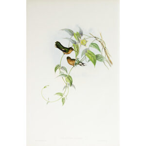 John Gould Family of Hummingbirds Volume 2 Complete set Giclee Prints by Heritage Prints