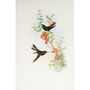 John Gould Family of Hummingbirds Volume 2 Complete set Giclee Prints by Heritage Prints