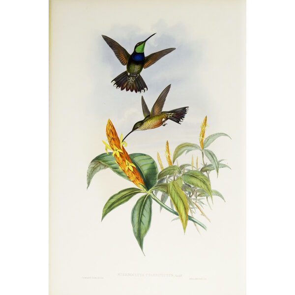John Gould Family of Hummingbirds Volume 2 Complete set Giclee Prints by Heritage Prints