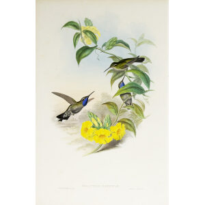 John Gould Family of Hummingbirds Volume 2 Complete set Giclee Prints by Heritage Prints
