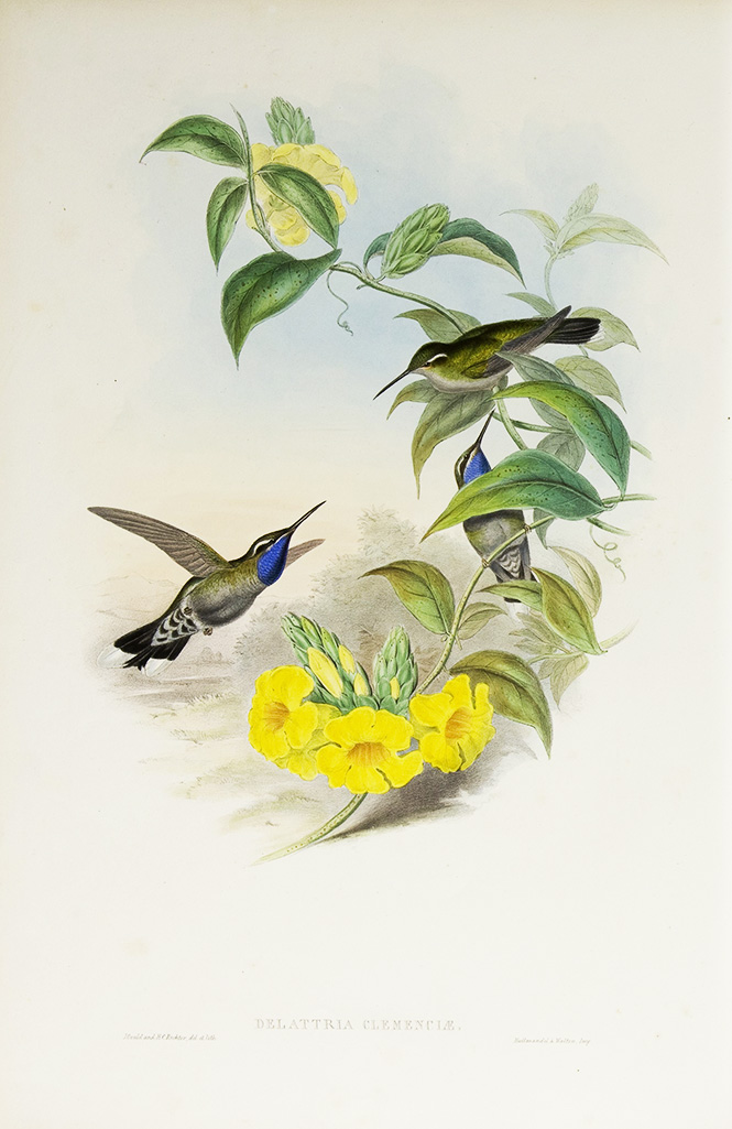 John Gould Family of Hummingbirds Giclee Print Blue-throated Cazique