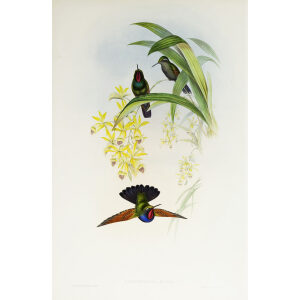 John Gould Family of Hummingbirds Volume 2 Complete set Giclee Prints by Heritage Prints