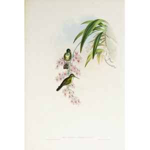 John Gould Family of Hummingbirds Volume 2 Complete set Giclee Prints by Heritage Prints