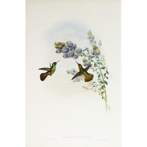 John Gould Family of Hummingbirds Volume 2 Complete set Giclee Prints by Heritage Prints