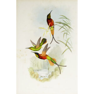 John Gould Family of Hummingbirds Volume 2 Complete set Giclee Prints by Heritage Prints