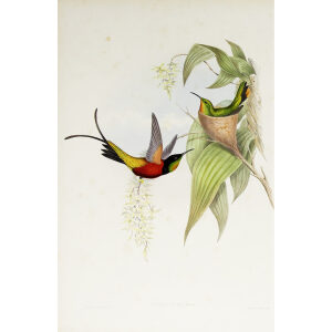 John Gould Family of Hummingbirds Volume 2 Complete set Giclee Prints by Heritage Prints