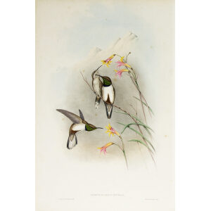 John Gould Family of Hummingbirds Volume 2 Complete set Giclee Prints by Heritage Prints