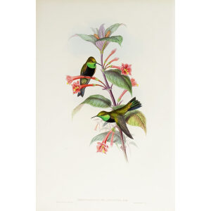 John Gould Family of Hummingbirds Volume 2 Complete set Giclee Prints by Heritage Prints