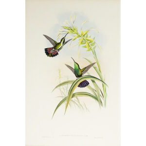 John Gould Family of Hummingbirds Volume 2 Complete set Giclee Prints by Heritage Prints
