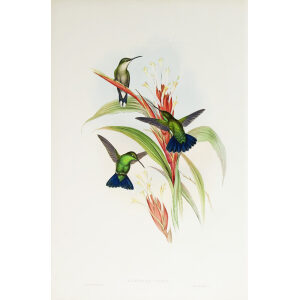 John Gould Family of Hummingbirds Volume 2 Complete set Giclee Prints by Heritage Prints