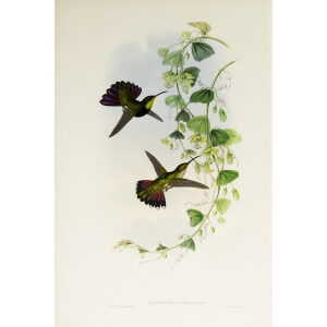 John Gould Family of Hummingbirds Volume 2 Complete set Giclee Prints by Heritage Prints