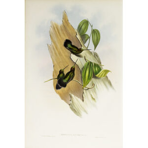 John Gould Family of Hummingbirds Volume 2 Complete set Giclee Prints by Heritage Prints