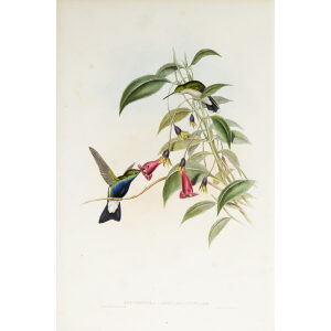 John Gould Family of Hummingbirds Volume 2 Complete set Giclee Prints by Heritage Prints