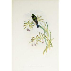 John Gould Family of Hummingbirds Volume 2 Complete set Giclee Prints by Heritage Prints