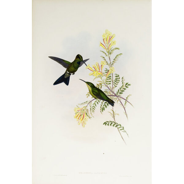 John Gould Family of Hummingbirds Volume 2 Complete set Giclee Prints by Heritage Prints