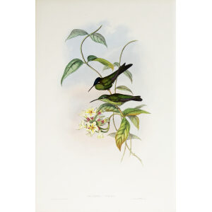 John Gould Family of Hummingbirds Volume 2 Complete set Giclee Prints by Heritage Prints