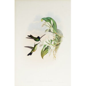 John Gould Family of Hummingbirds Volume 2 Complete set Giclee Prints by Heritage Prints