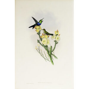John Gould Family of Hummingbirds Volume 2 Complete set Giclee Prints by Heritage Prints
