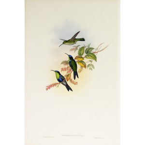 John Gould Family of Hummingbirds Volume 2 Complete set Giclee Prints by Heritage Prints