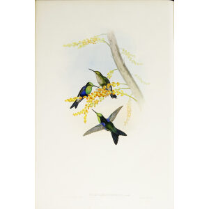 John Gould Family of Hummingbirds Volume 2 Complete set Giclee Prints by Heritage Prints