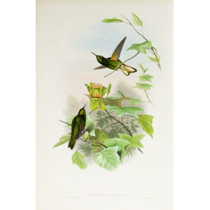 John Gould Family of Hummingbirds Volume 2 Complete set Giclee Prints by Heritage Prints