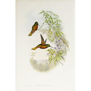 John Gould Family of Hummingbirds Volume 2 Complete set Giclee Prints by Heritage Prints
