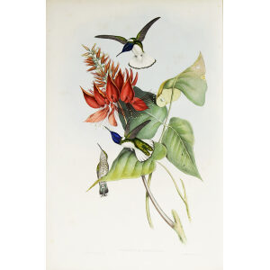 John Gould Family of Hummingbirds Volume 2 Complete set Giclee Prints by Heritage Prints