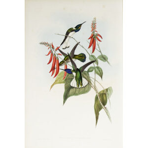 John Gould Family of Hummingbirds Volume 2 Complete set Giclee Prints by Heritage Prints