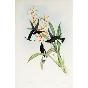 John Gould Family of Hummingbirds Volume 2 Complete set Giclee Prints by Heritage Prints