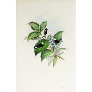John Gould Family of Hummingbirds Volume 2 Complete set Giclee Prints by Heritage Prints