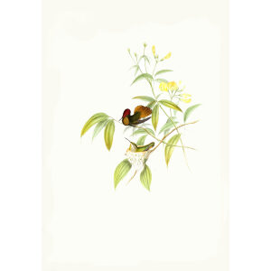 Ruby and Topaz John Gould Family of Hummingbirds or Trochilidae. Volume 4