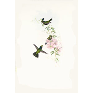 Blue-Crest John Gould Family of Hummingbirds or Trochilidae. Volume 4