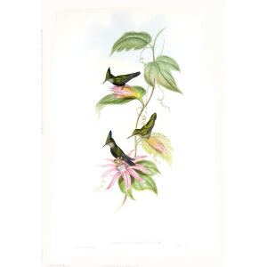 Green and Blue Crest John Gould Family of Hummingbirds or Trochilidae. Volume 4