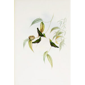 Gilt-Crest John Gould Family of Hummingbirds or Trochilidae. Volume 4