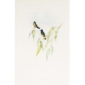 Loddiges' Plover-crest John Gould Family of Hummingbirds or Trochilidae. Volume 4
