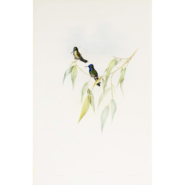 Loddiges' Plover-crest John Gould Family of Hummingbirds or Trochilidae. Volume 4