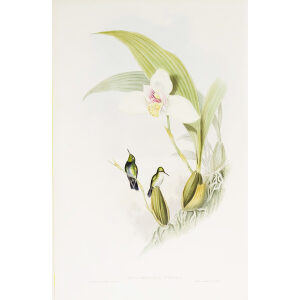 Abeille's Flutterer John Gould Family of Hummingbirds or Trochilidae. Volume 4