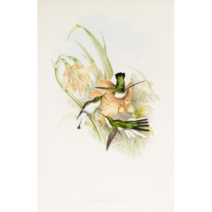 Brazilian Fairy John Gould Family of Hummingbirds or Trochilidae. Volume 4