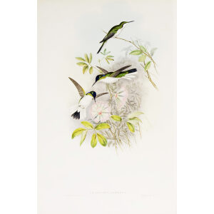 Columbian Fairy John Gould Family of Hummingbirds or Trochilidae. Volume 4