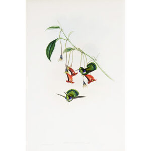Masked Wedge-Bill John Gould Family of Hummingbirds or Trochilidae. Volume 4 Complete set