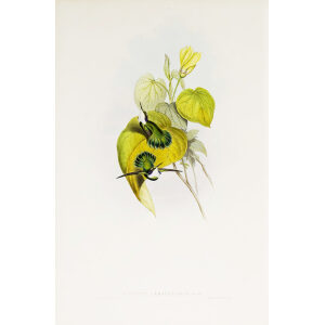 White-throated Wedge-Bill John Gould Family of Hummingbirds or Trochilidae. Volume 4