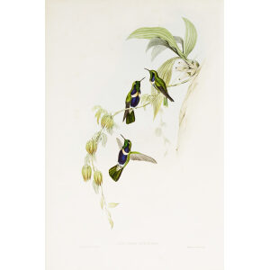 Natterer's Vizor-bearer John Gould Family of Hummingbirds or Trochilidae. Volume 4